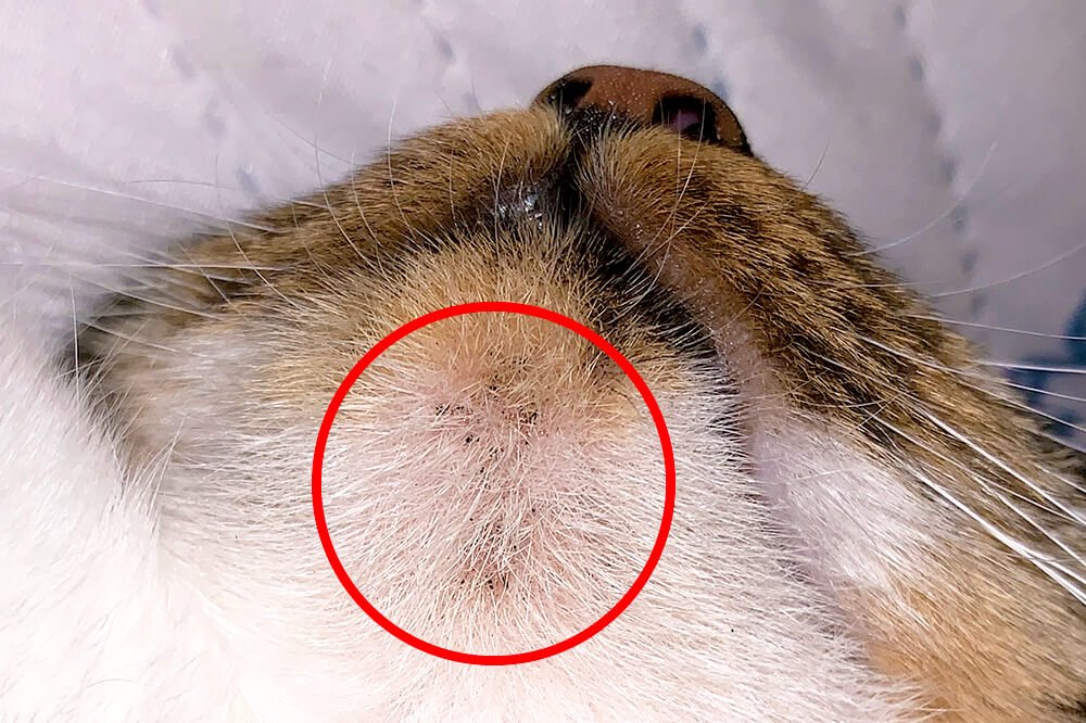 猫のニキビの症状